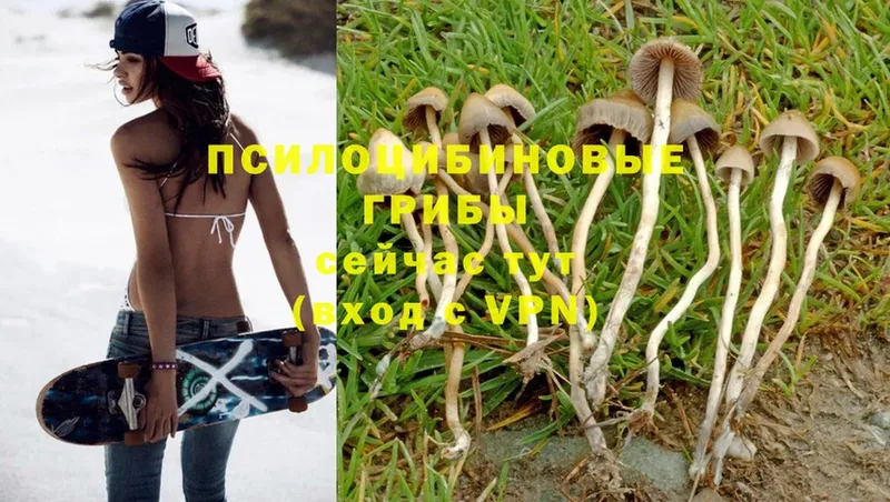 цены   Кандалакша  Псилоцибиновые грибы Magic Shrooms 